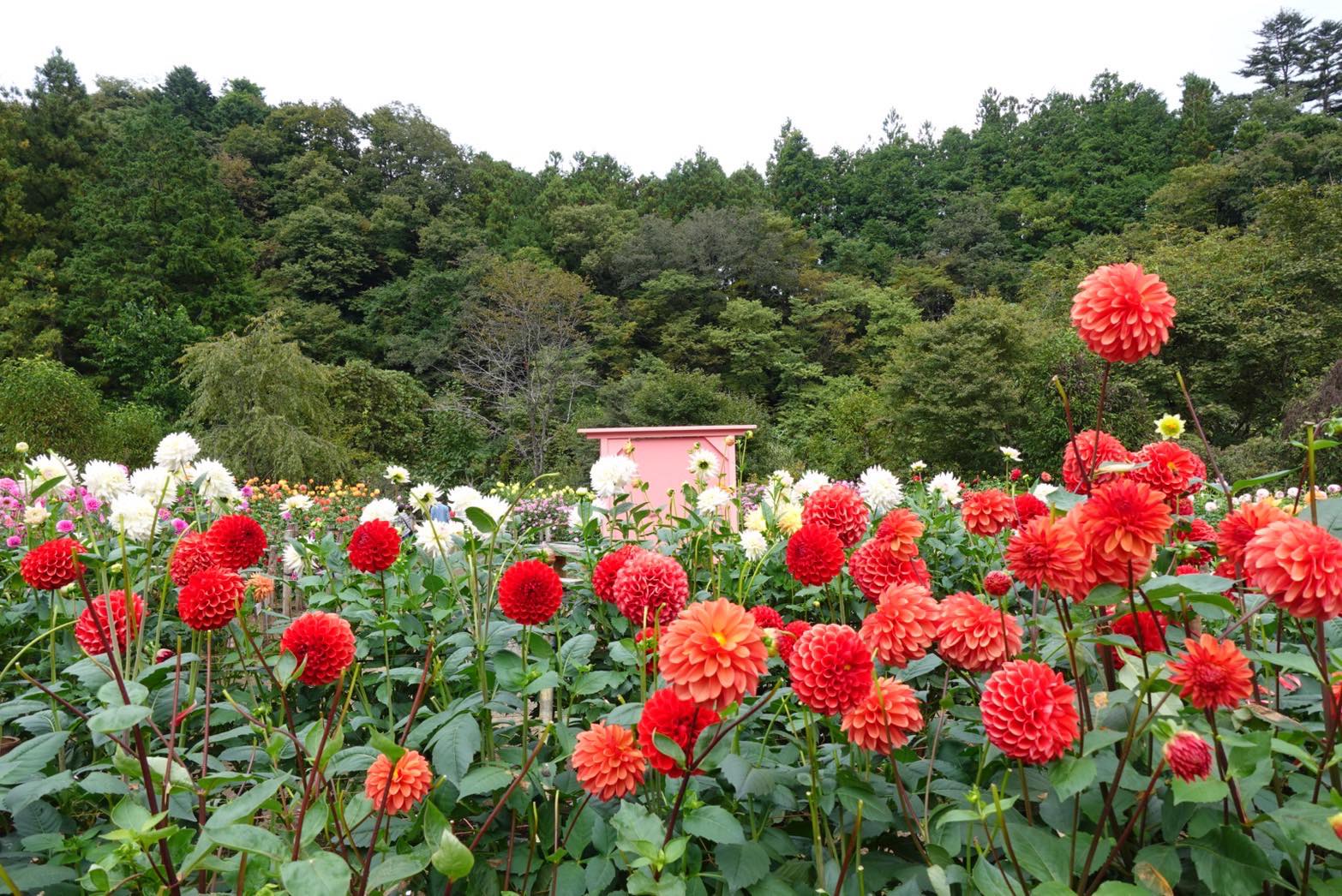 小鹿野町のダリア園で咲く赤白のダリア