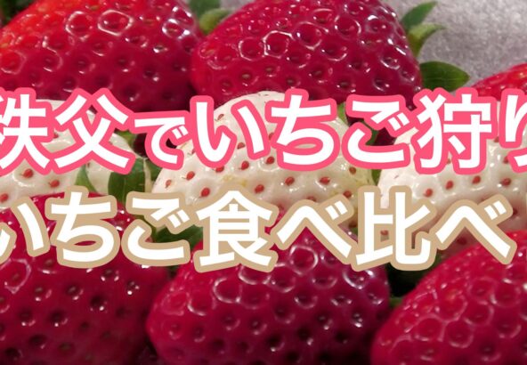 秩父でいちご狩り『あまりん』『あき姫』『かおり野』『恋みのり』『やよいひめ』を食べ比べ！