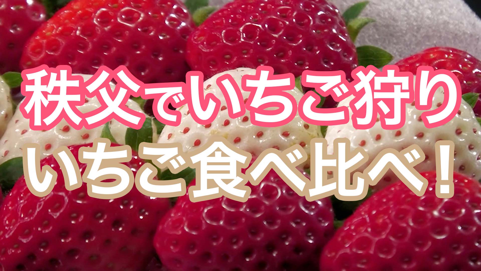 秩父でいちご狩り『あまりん』『あき姫』『かおり野』『恋みのり』『やよいひめ』を食べ比べ！