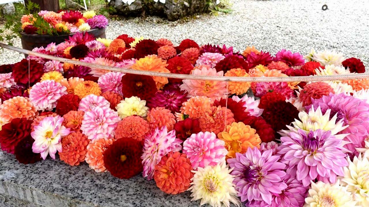 小鹿神社のダリアの花手水