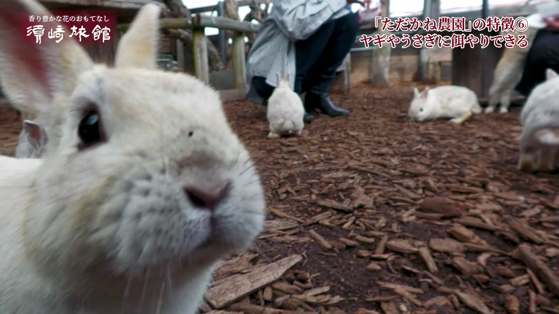 うさぎ小屋