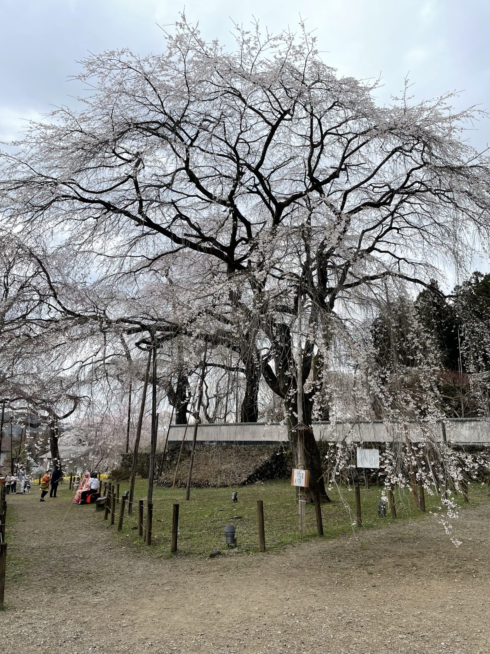清雲寺のエドヒガン桜