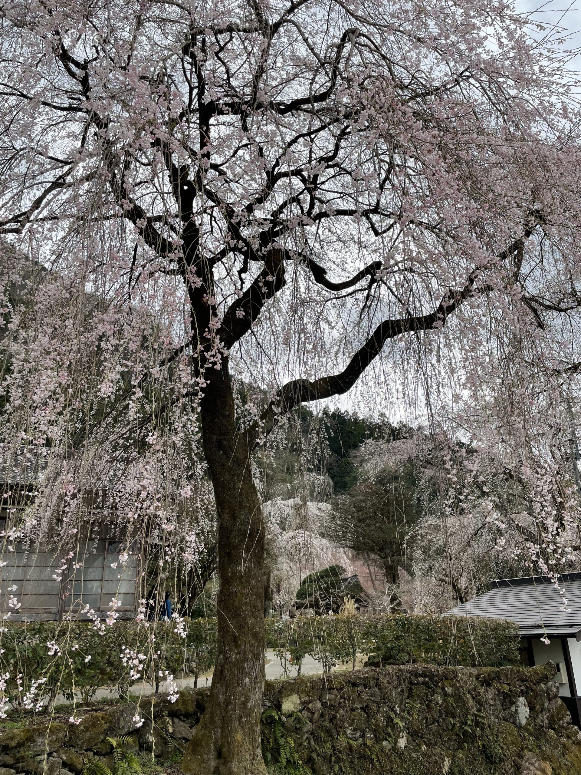 清雲寺のエドヒガン桜