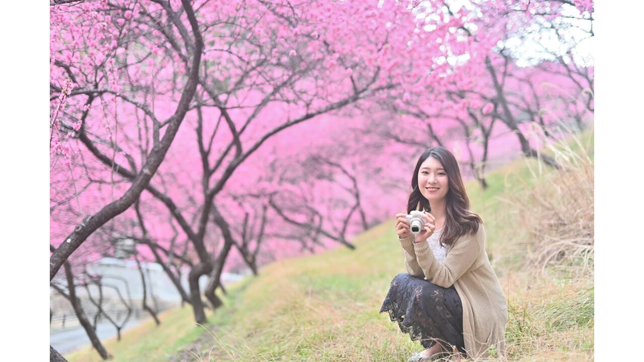 吉田元気村の花桃並木を散策