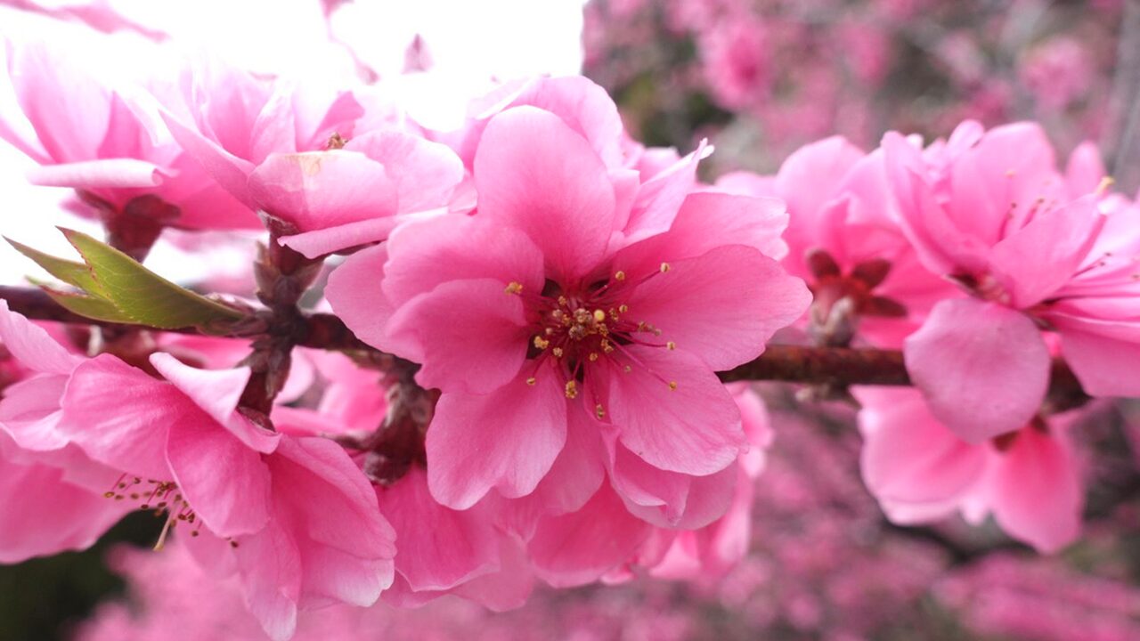 吉田元気村の花桃アップ