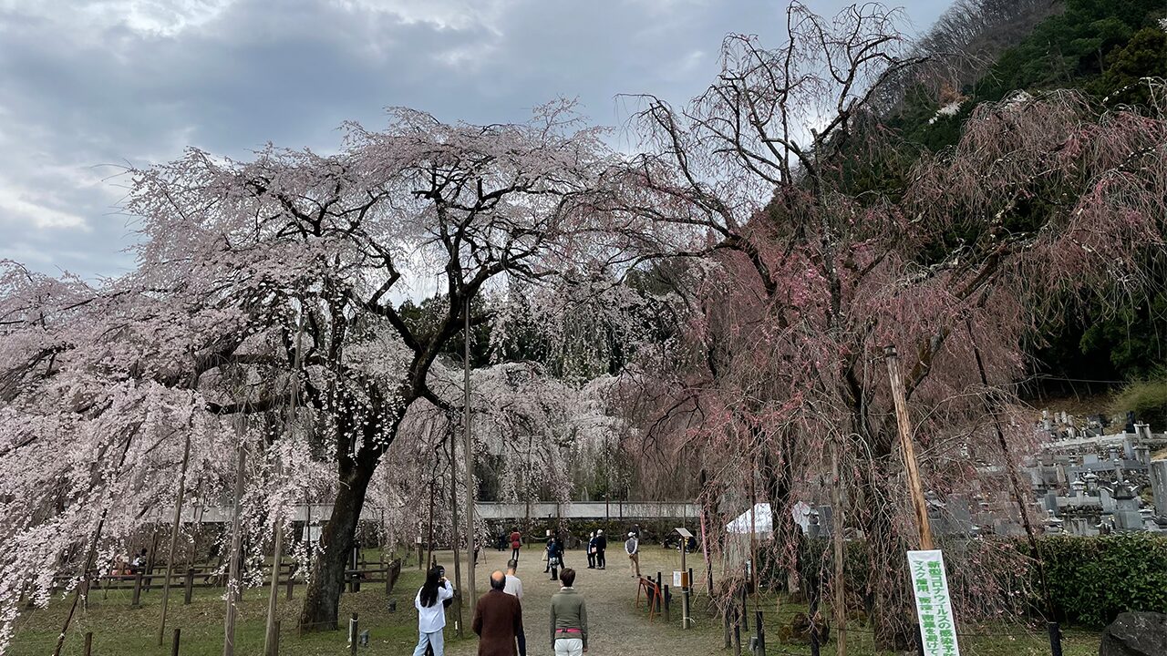 清雲寺のしだれ桜