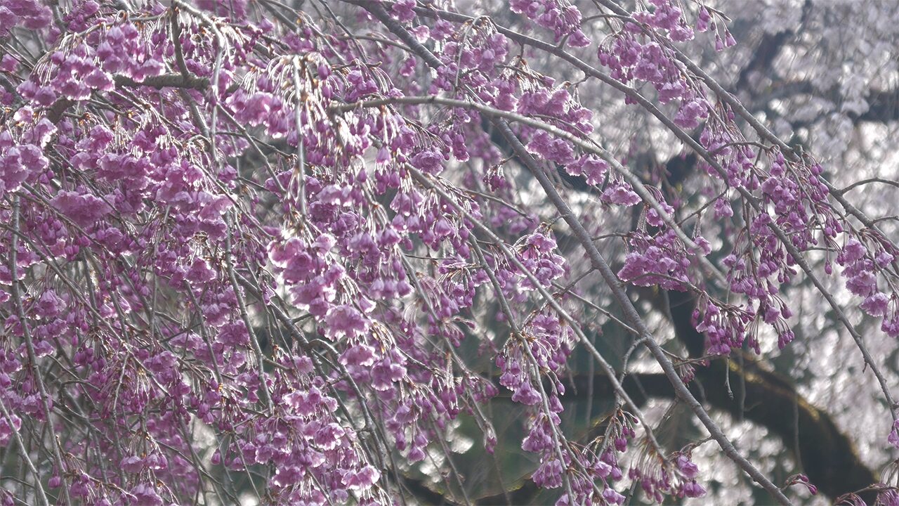 清雲寺のしだれ桜アップ