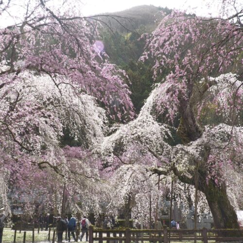 清雲寺のしだれ桜