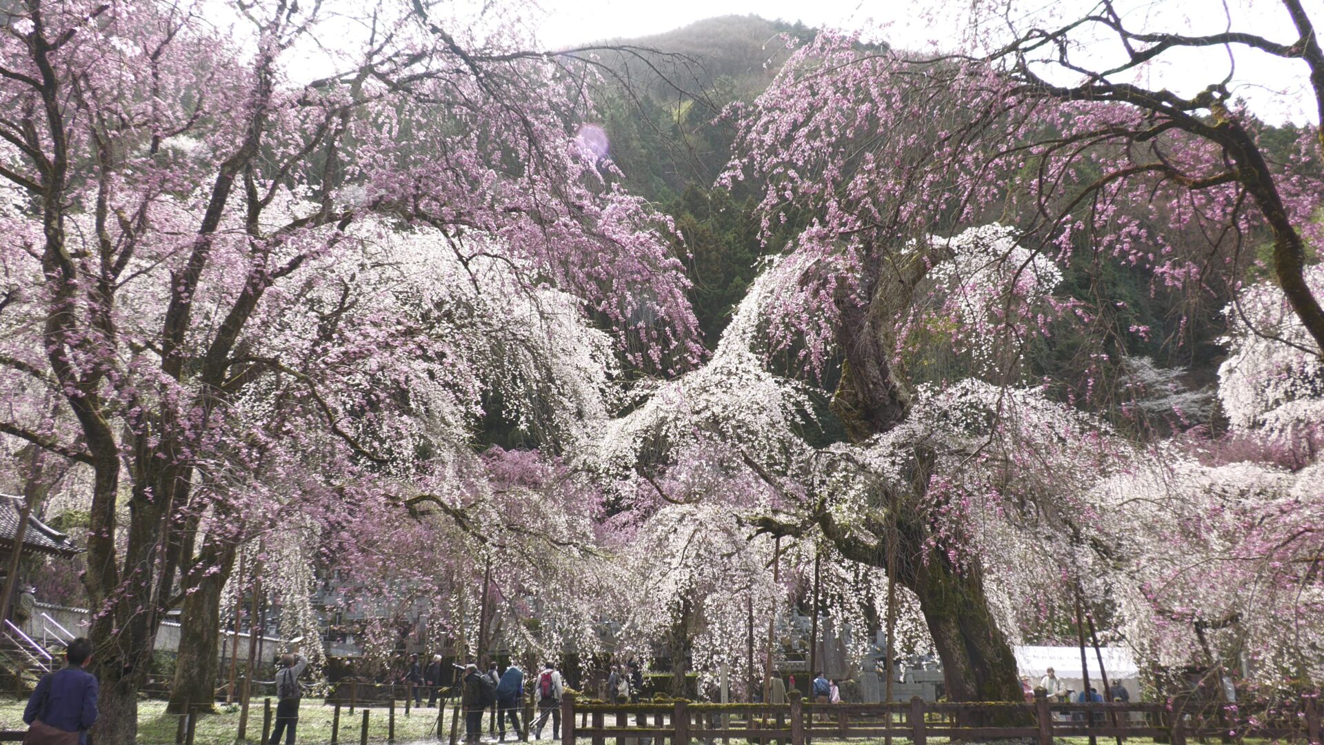 清雲寺のしだれ桜