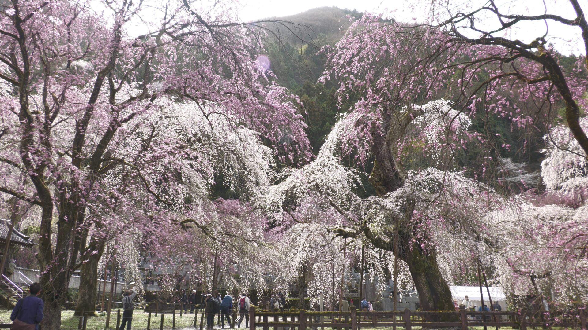 清雲寺のしだれ桜