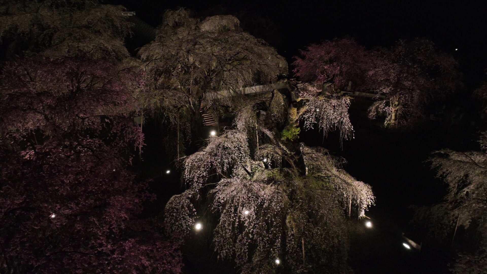 清雲寺のしだれ桜ライトアップ