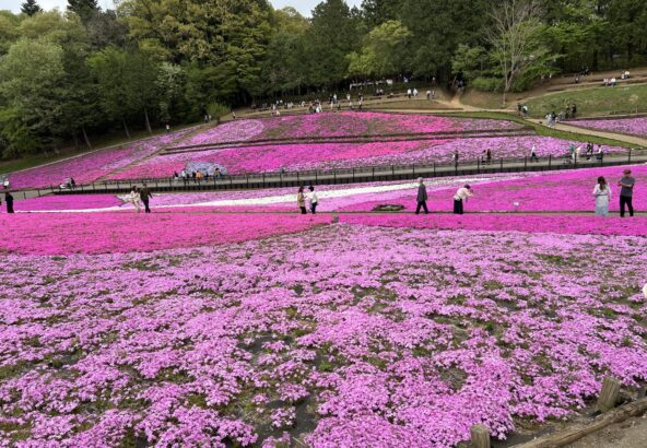 秩父 羊山公園】芝桜（シバサクラ）が見頃 | 【公式】須崎旅館｜秩父
