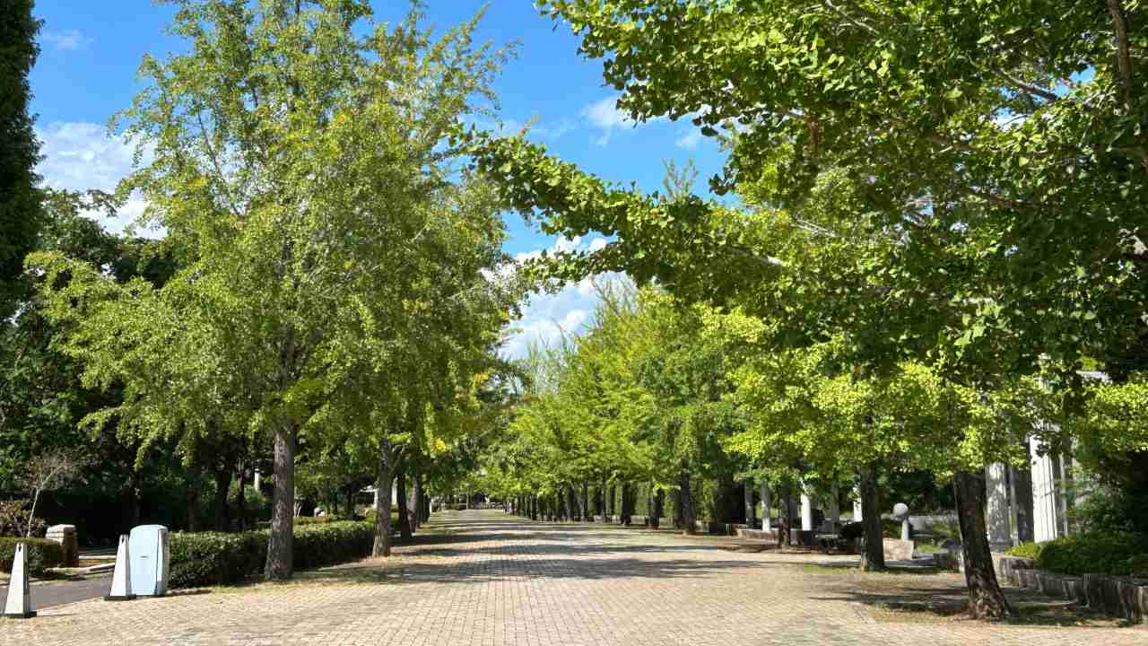 秩父ミューズパークのスカイロード