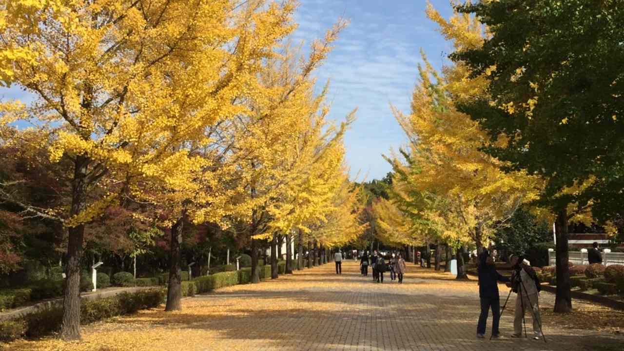 秩父ミューズパークのイチョウ並木