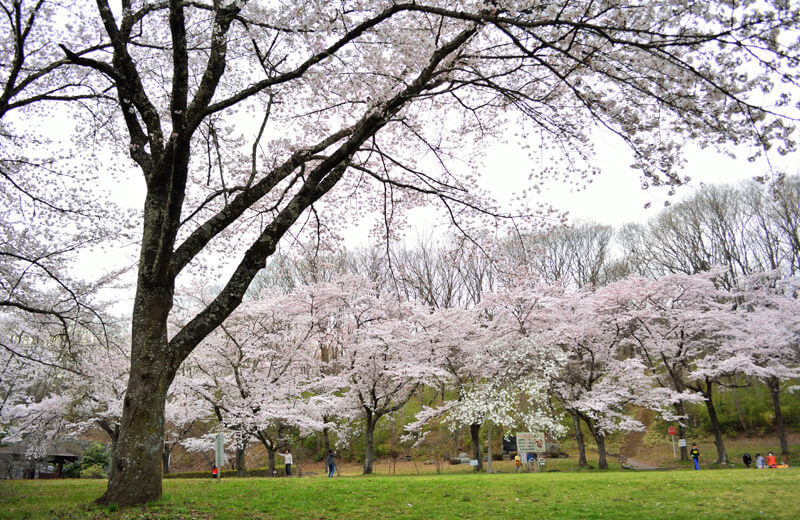 秩父ミューズパークの桜
