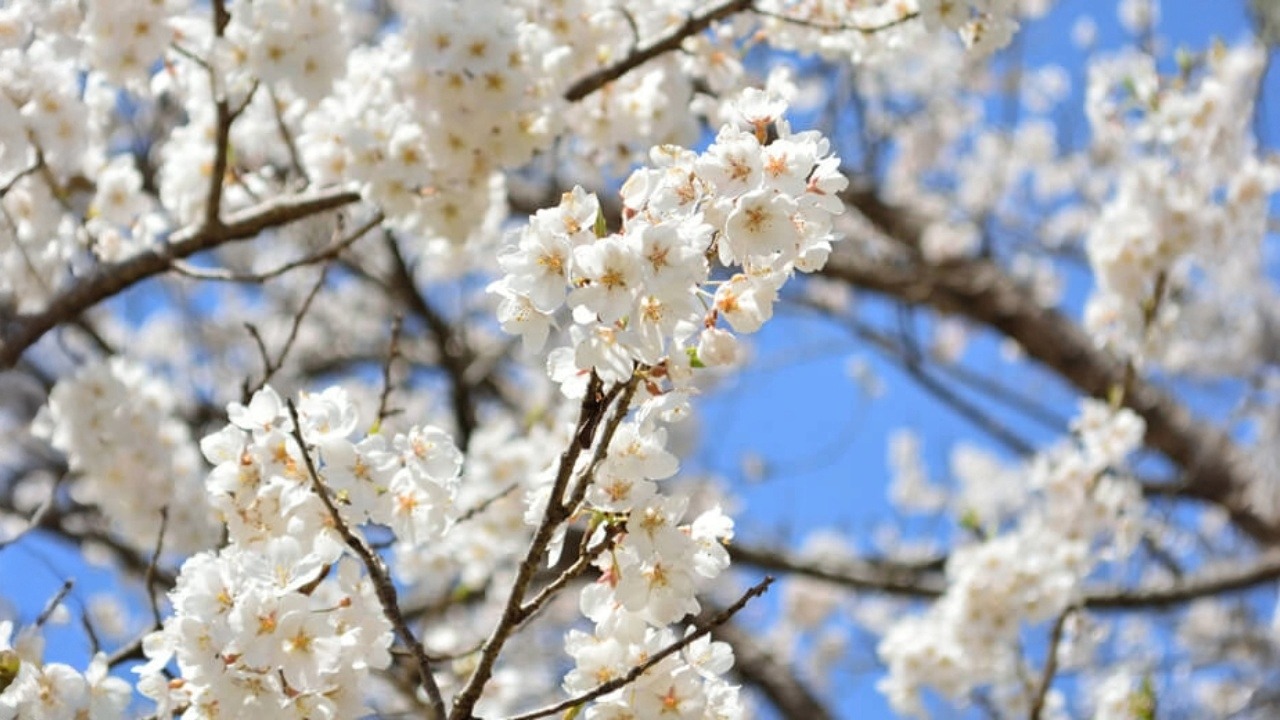 秩父ミューズパークの桜